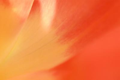 Tulip Closeup HNI1107-1280.jpg
