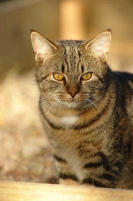 TestCat01w.jpg