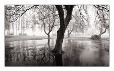 Winter Willows