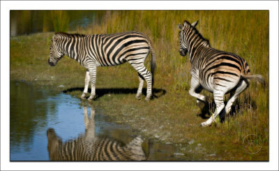 Frisky Zebras