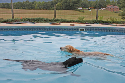 Dog Race