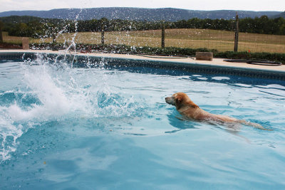 Dog Splash