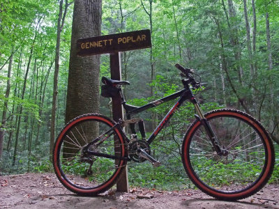 Gennett Poplar 1