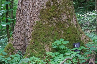 BigTree3.jpg