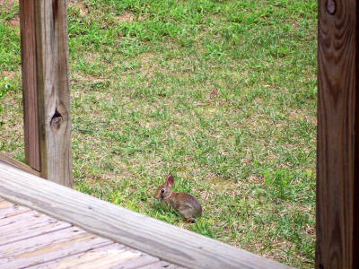 BabyRabbit.jpg