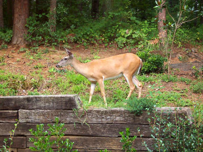 DeerBack.jpg