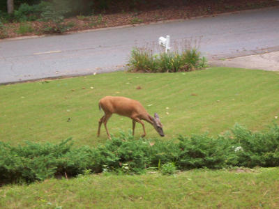 DeerFront.jpg