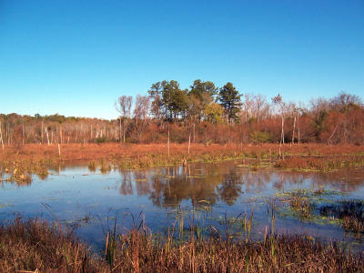 PierceSwamp.jpg