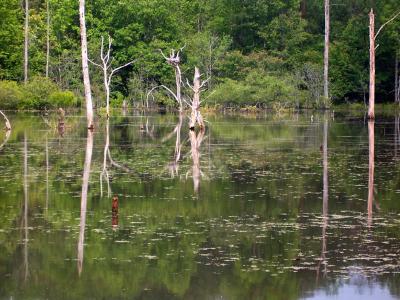 Swamp.jpg
