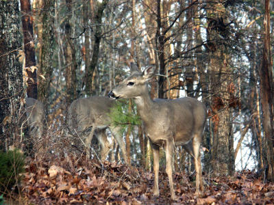 YardDeer.jpg
