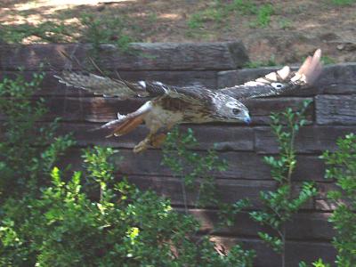 swoop2.jpg