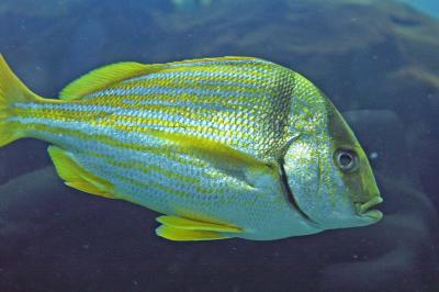 Georgia Aquarium