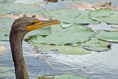 Cormorant2.jpg