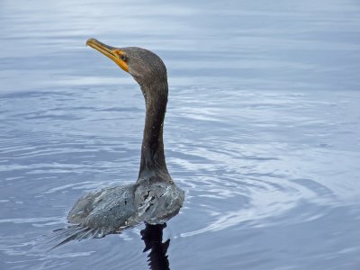 Cormorant.jpg