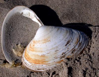Seashells.jpg