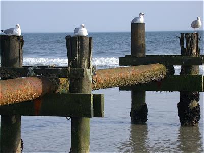 Seagulls on pipe.jpg