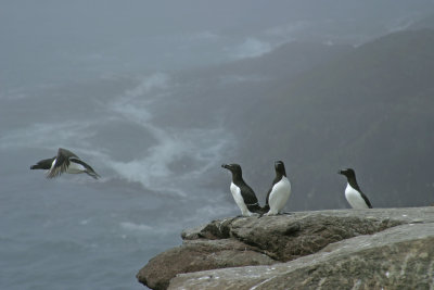 009  RAZORBILL