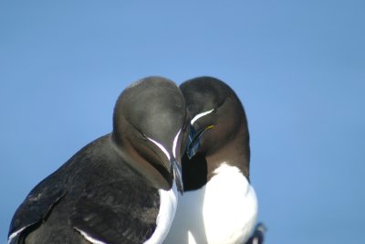 016  RAZORBILL