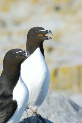 020   RAZORBILL