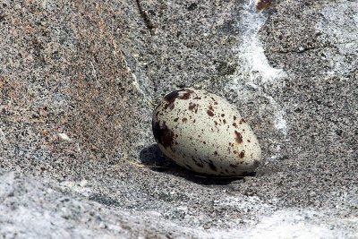 022  RAZORBILL