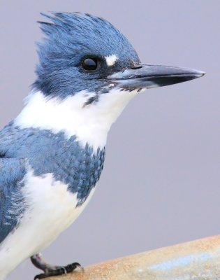 065  BELTED KINGFISHER