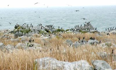 ALCIDS ON SHORE I