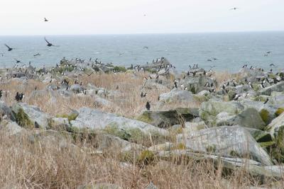 ALCIDS ON SHORE  III