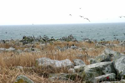 ALCIDS ON SHORE  II