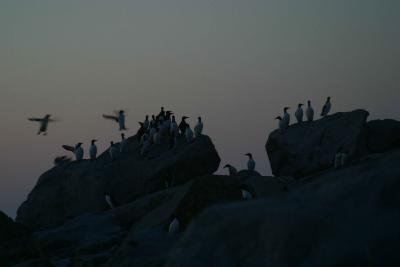 INCOMING COMMOM MURRES  I