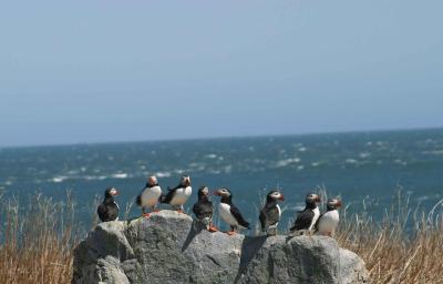 PUFFINS IN THE DEPARTURE LOUNGE