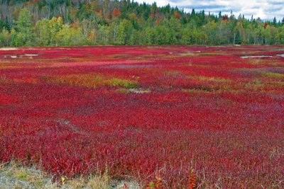 037  AUTUMN COLOURS