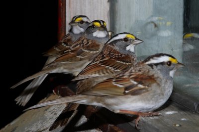 038  WHITE THROATED SPARROWS