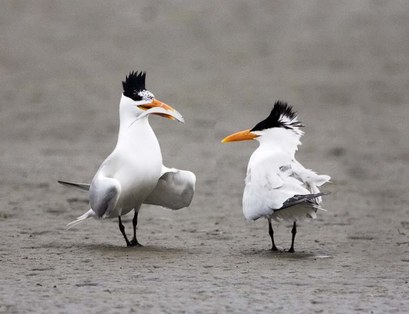 Royal Terns