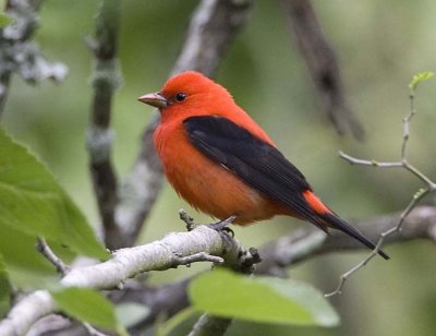 Scarlet Tanager