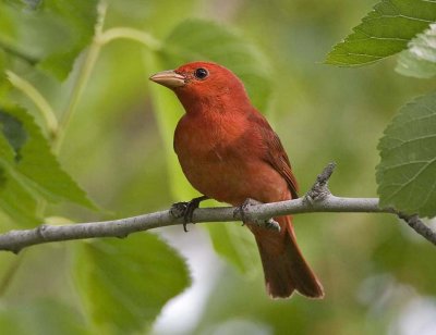 Summer Tanager (M)