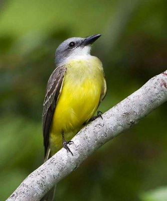 Couch's Kingbird