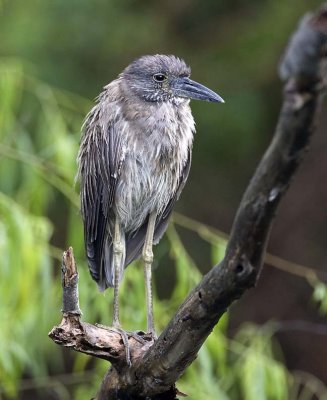 Black-crowned Night-Heron (Juvenile)