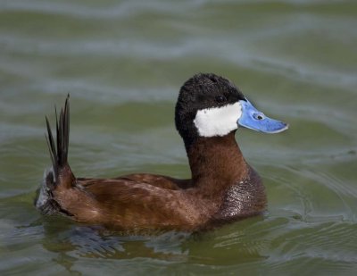 Ruddy Duck