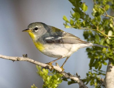 Northern Parula