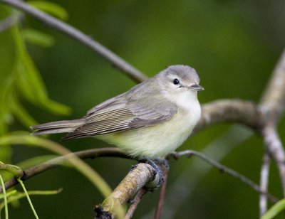 Warbling Vireo