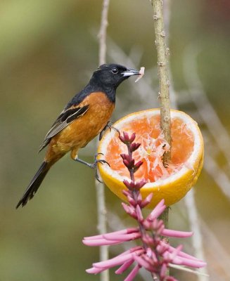 Orchard Oriole