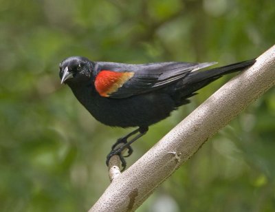 Red-winged Blackbird