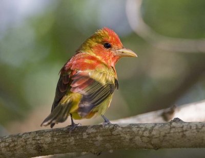 Summer Tanager (1st Spring M)