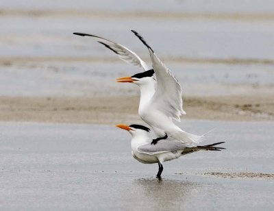 Royal Terns (Mating)