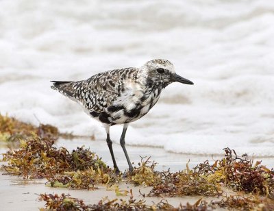 Black-bellied Plover