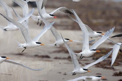 Terns in Flight
