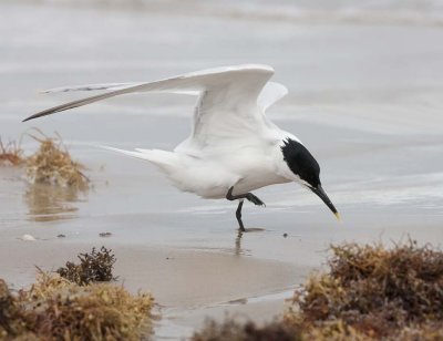 Sandwitch Tern