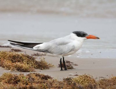 Royal Tern