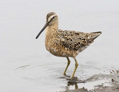 Short-billed Dowitcher