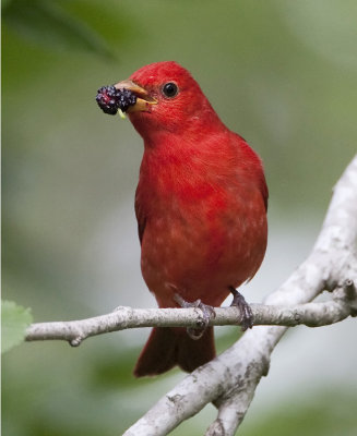 Summer Tanager (M)